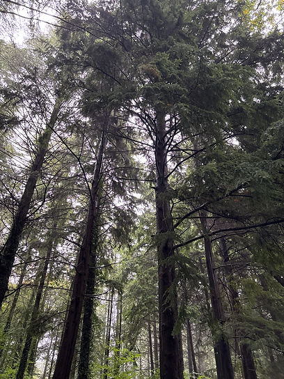 Can You See The Wood Through The Trees At Christmas?