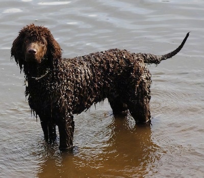 irish water spaniel mix