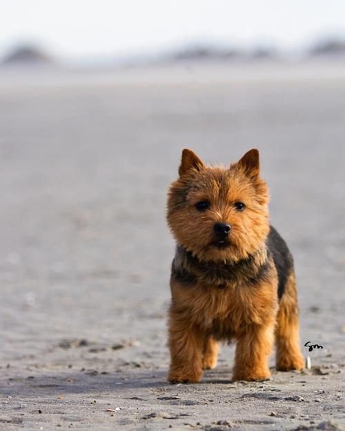 black and tan norwich terrier