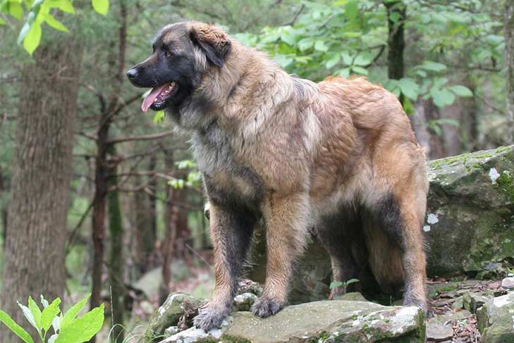 estrella mountain dog