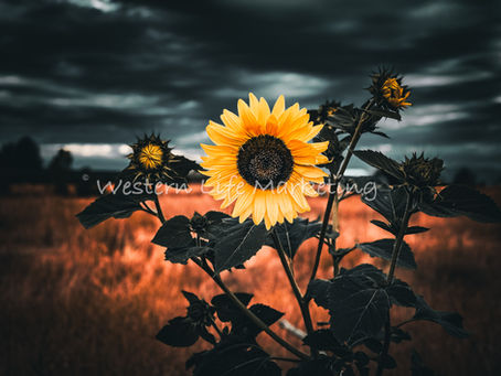 Embracing Beauty and Growth: A Morning with Sunflowers and Storms