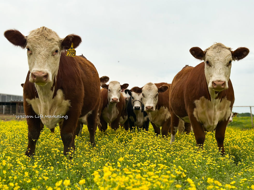 Eye-level view of a blooming flower in a garden