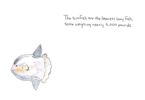 Day 34: Sunfish