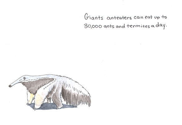 Day 35: Giant Anteater
