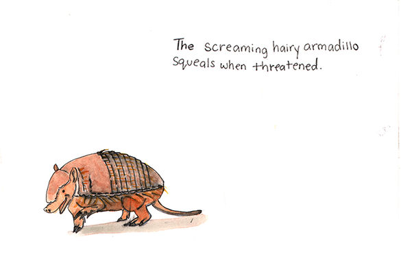 Day 84: Screaming Hairy Armadillo