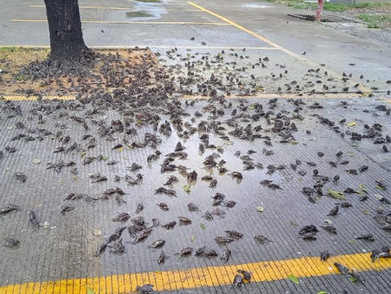 Ratusan Burung Pipit Mati Mendadak Di Kantor Pemerintah Kota Cirebon. Kok Bisa?