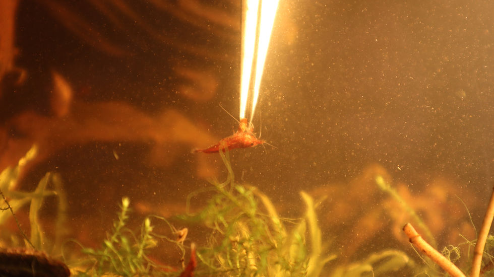 Thumbnail: Red Cherry Shrimp
