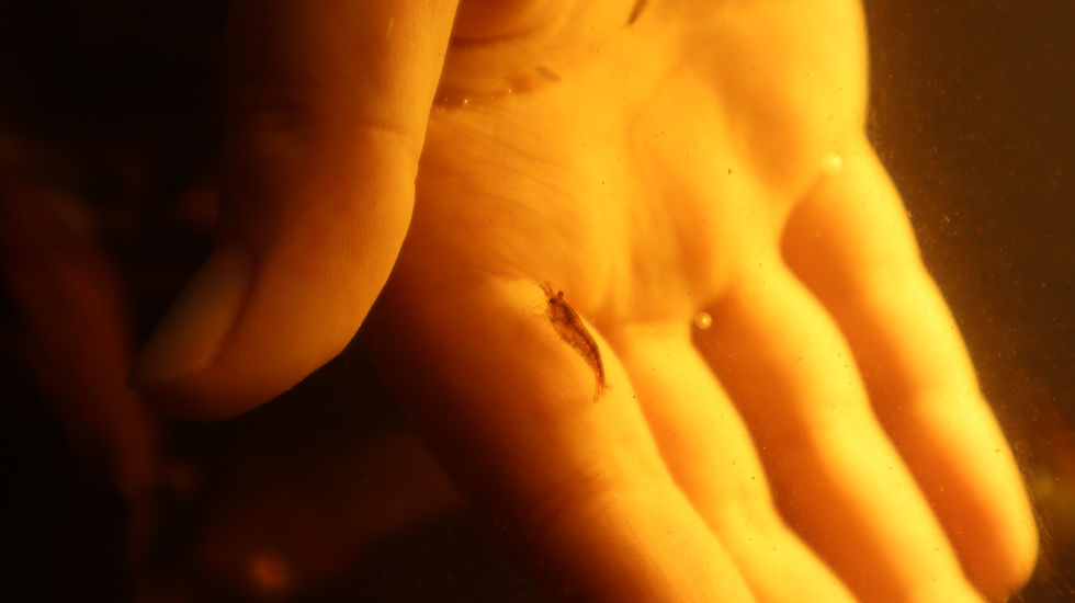 Thumbnail: Red Cherry Shrimp