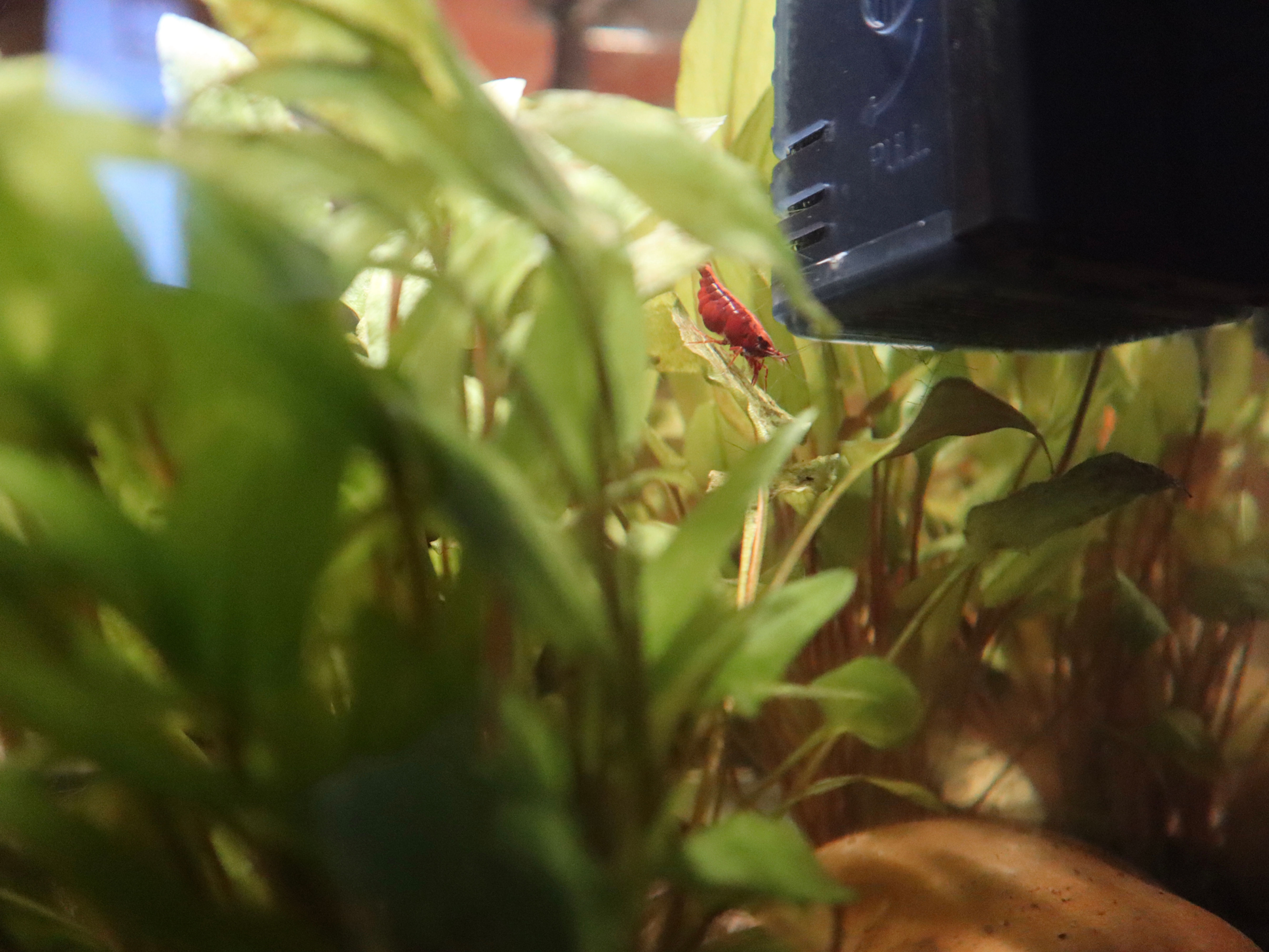 Red Cherry Shrimp
