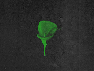 Cover artwork for the single Freedom by Nixer 