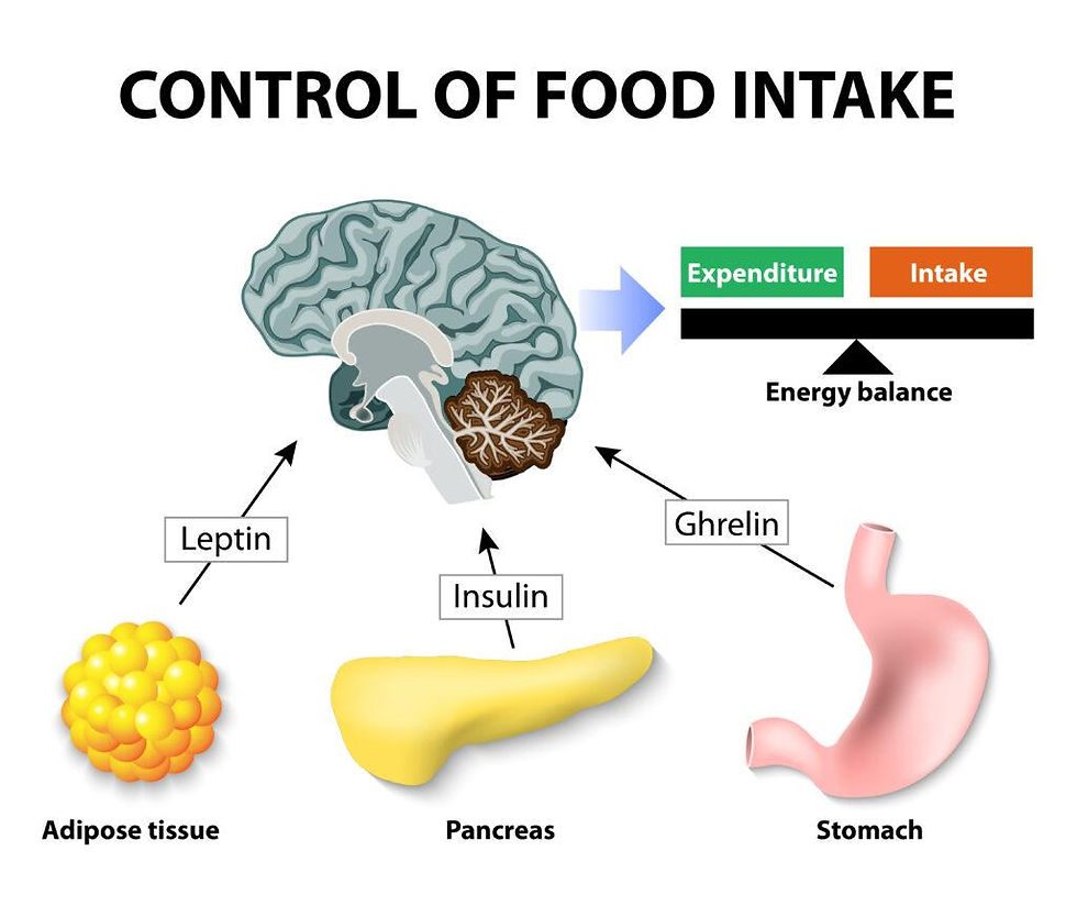 Image describing leptin's control on hunger and other hormones such as insulin and ghrelin