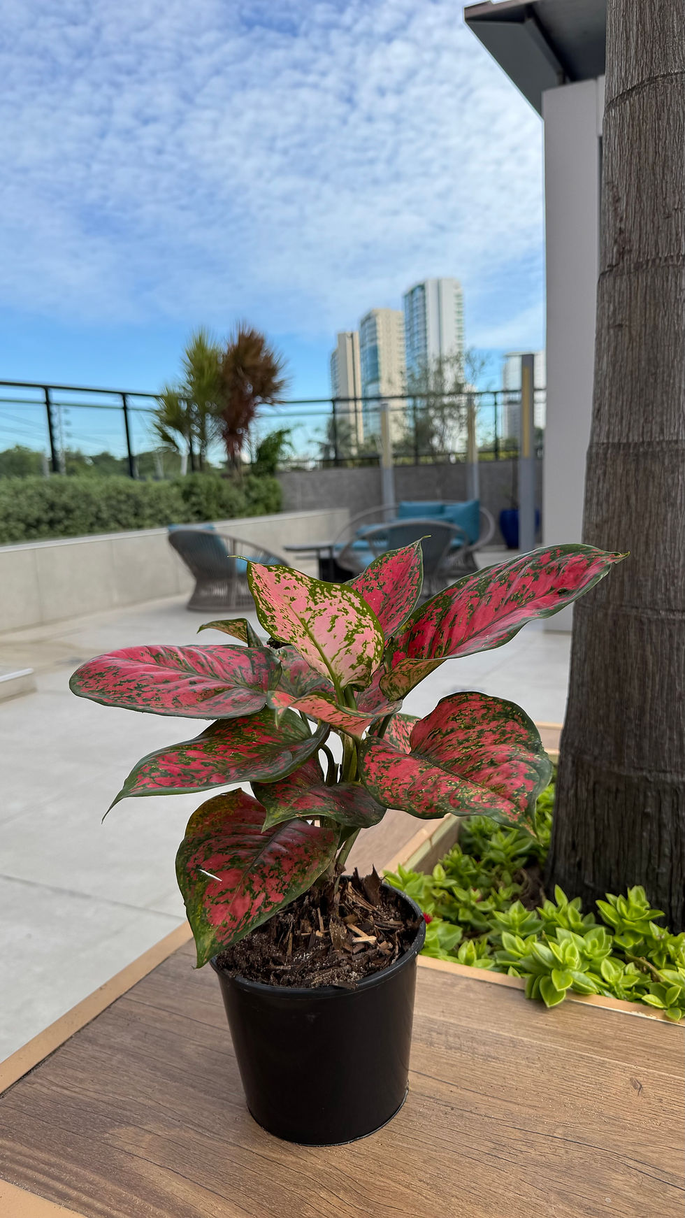 Miniatura: Aglaonema Pink Valentine - Rosa