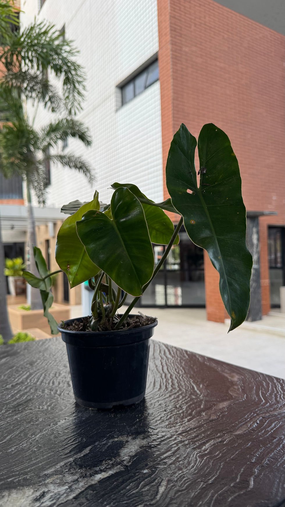 Miniatura: Philodendron Burle Marx - Mini Guaimbé