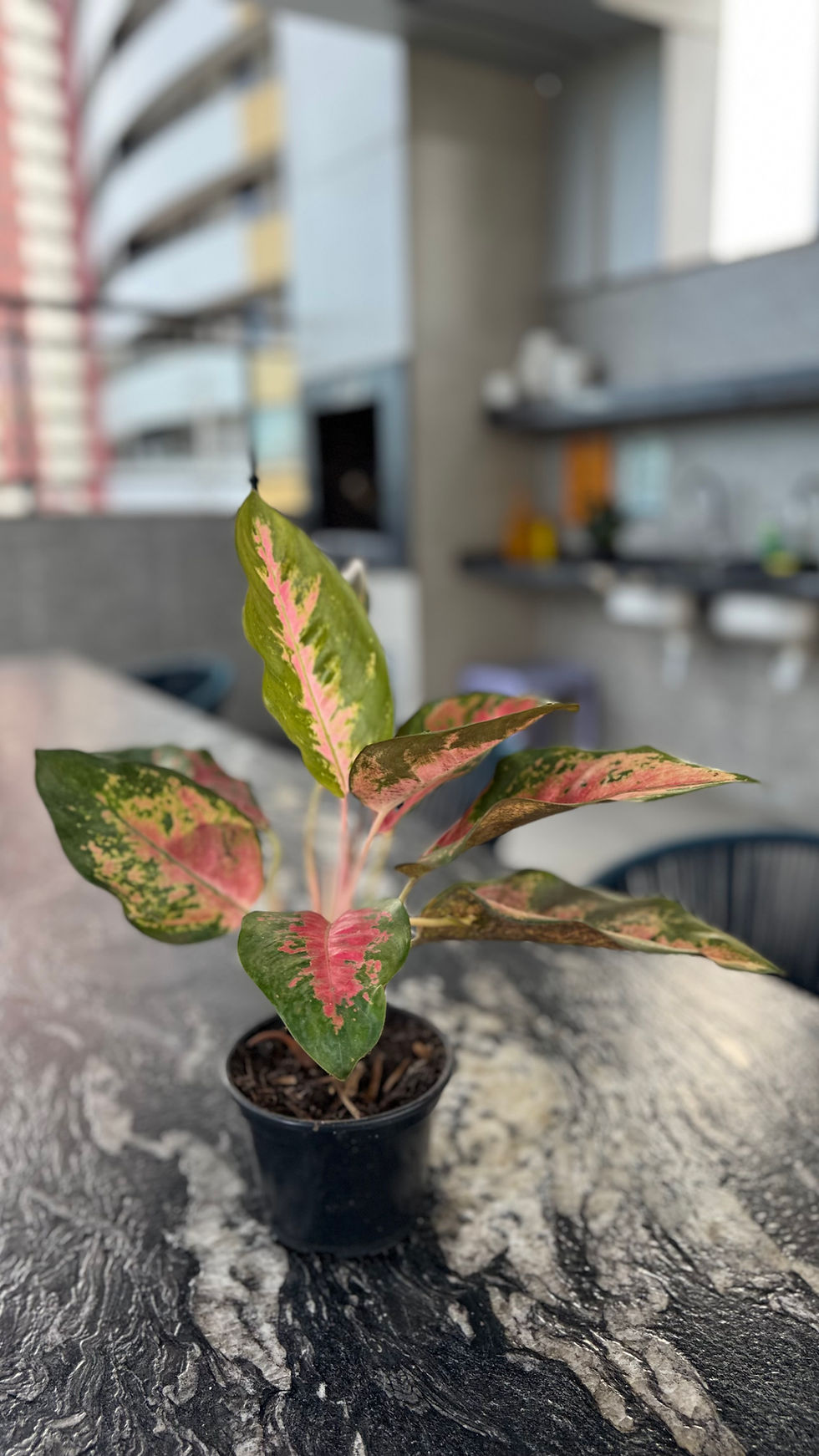 Miniatura: Aglaonema pink dalmatia