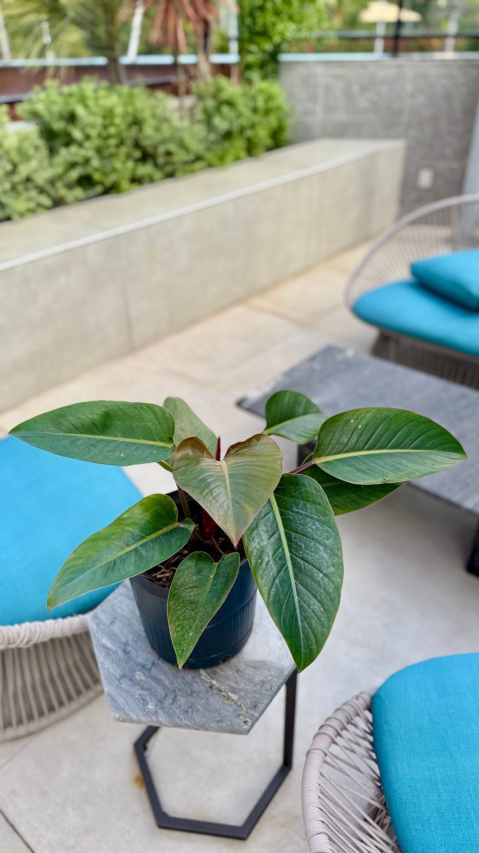 Miniatura: Philodendron Rosa
