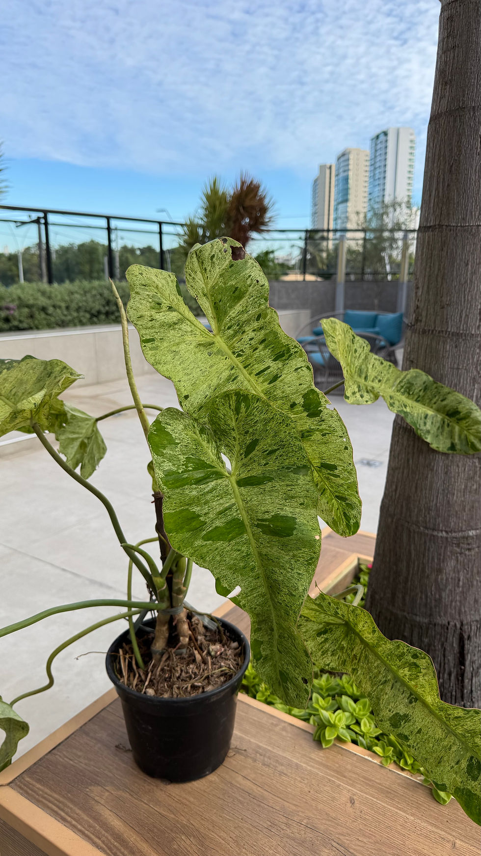 Miniatura: Philodendron Paraíso Verde Variegado