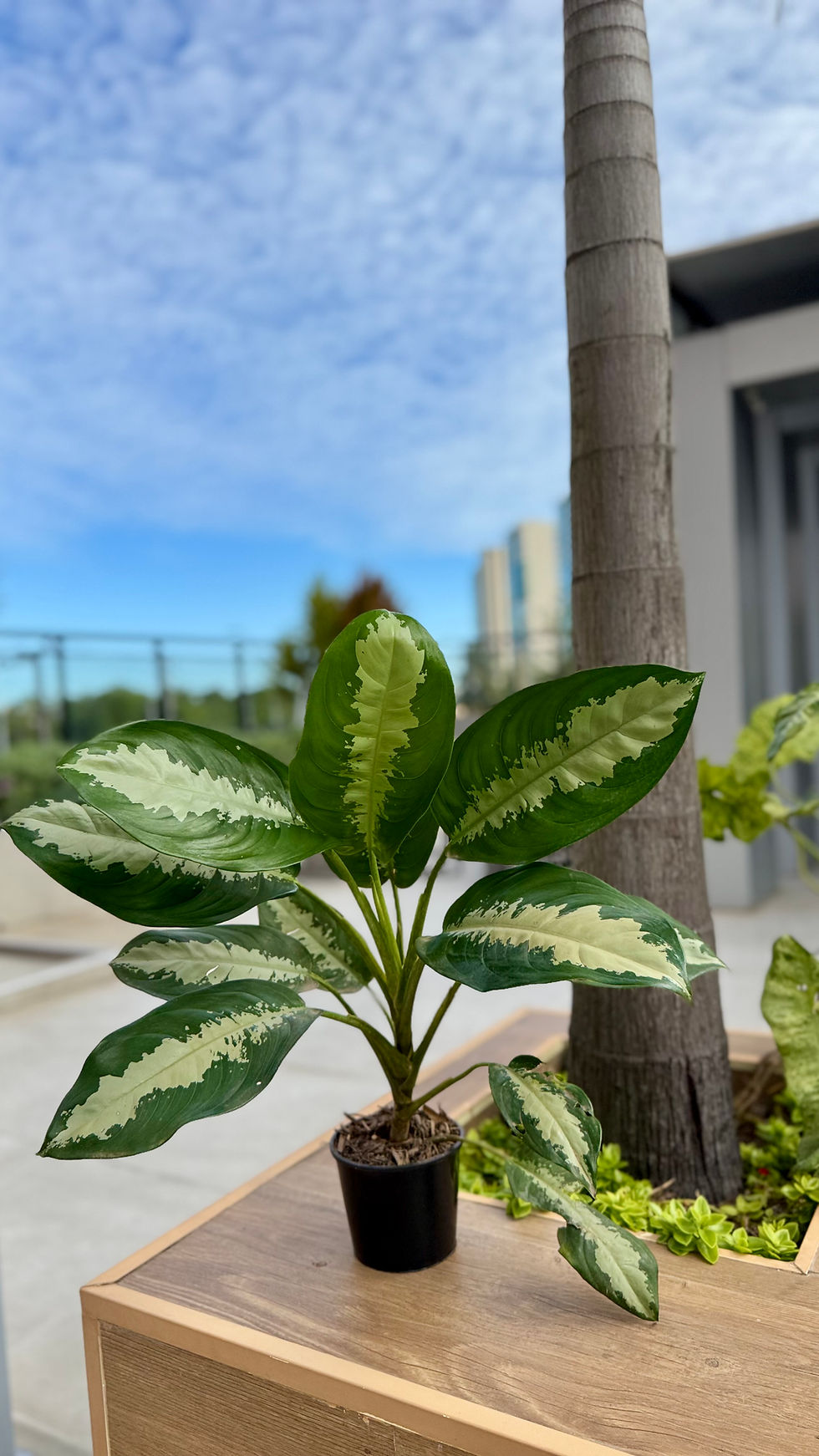 Miniatura: Dieffenbachia - Comigo-ninguém-pode