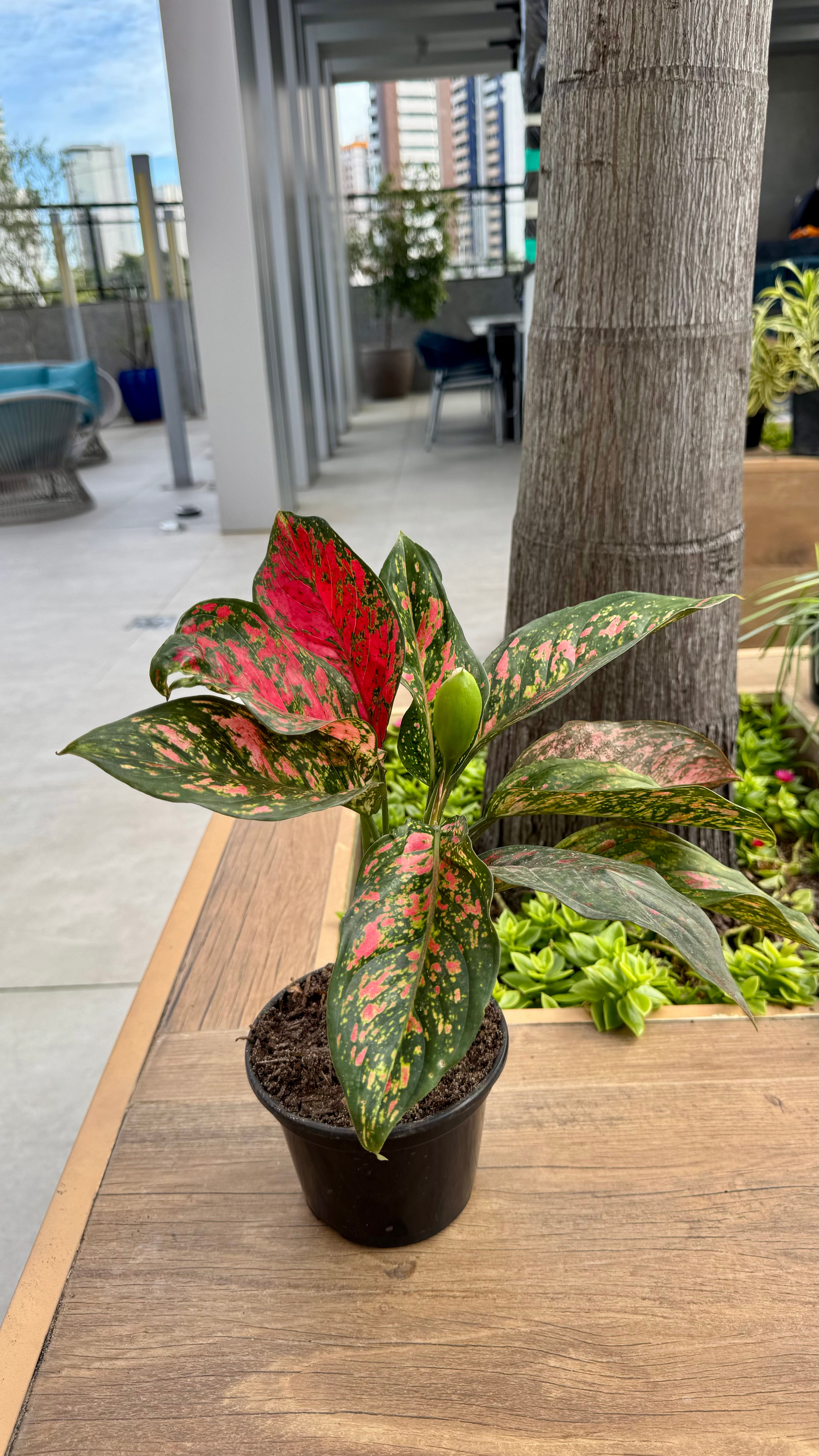 Aglaonema Pink