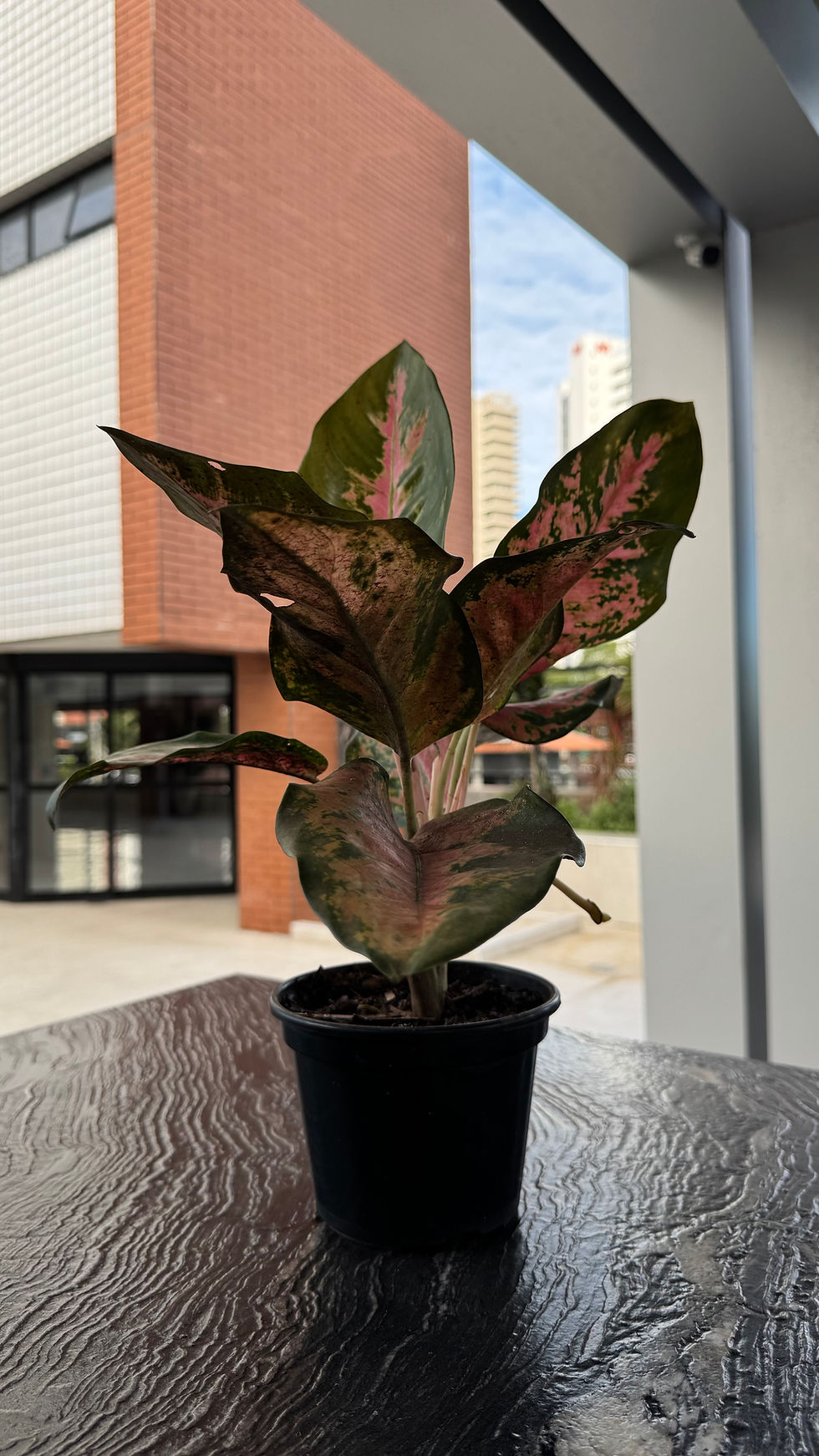 Miniatura: Aglaonema pink dalmatia