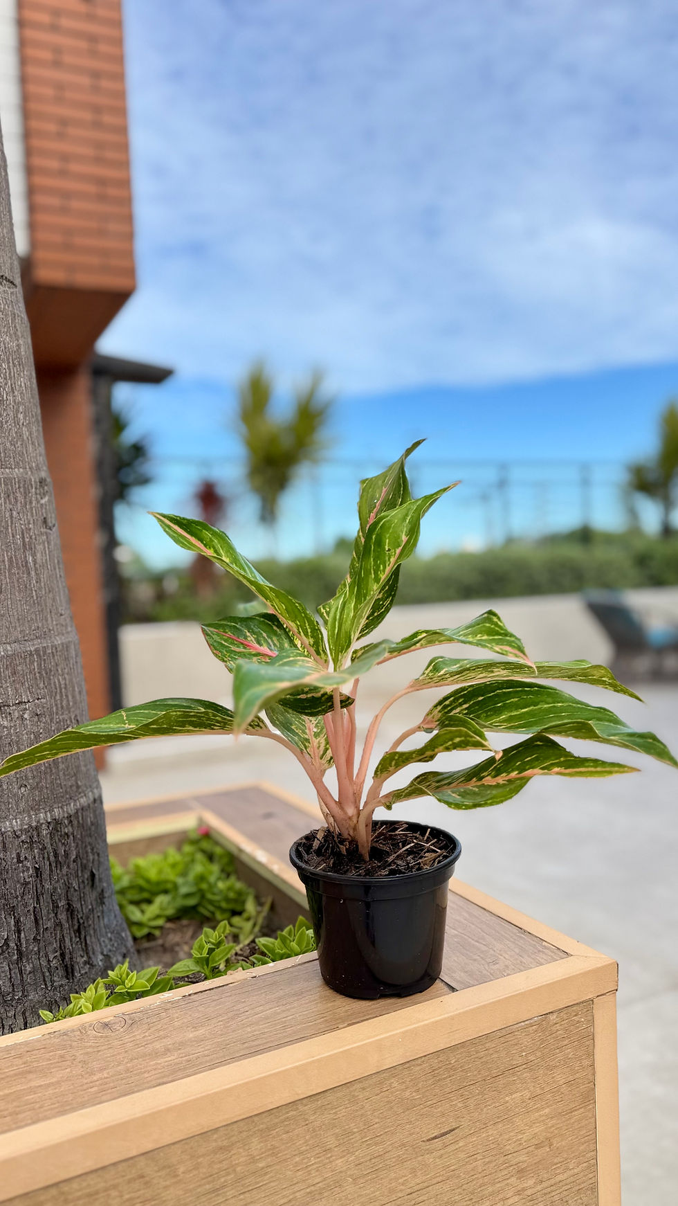 Miniatura: Aglaonema buterfly
