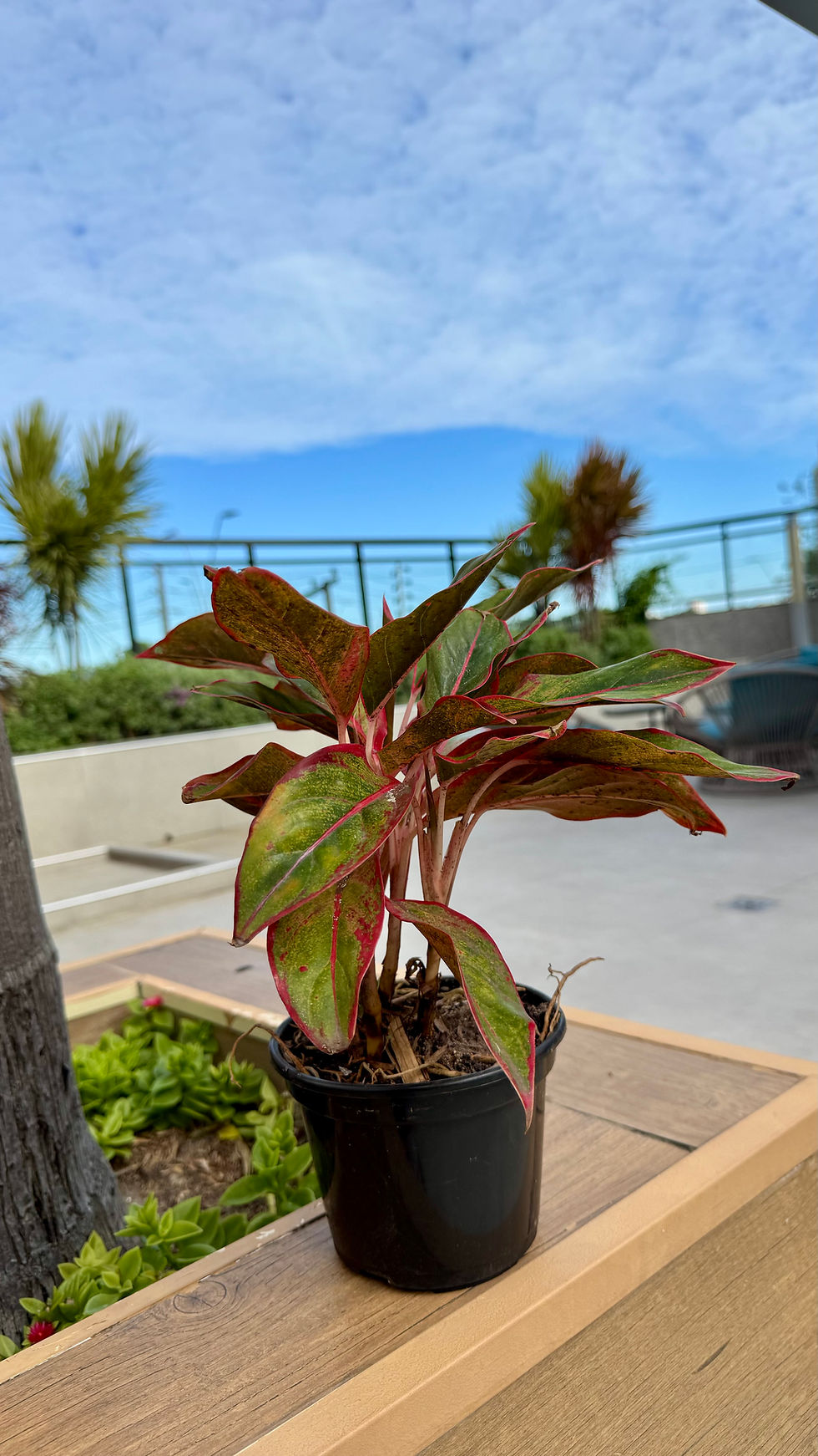 Miniatura: Aglaonema Siam Aurora