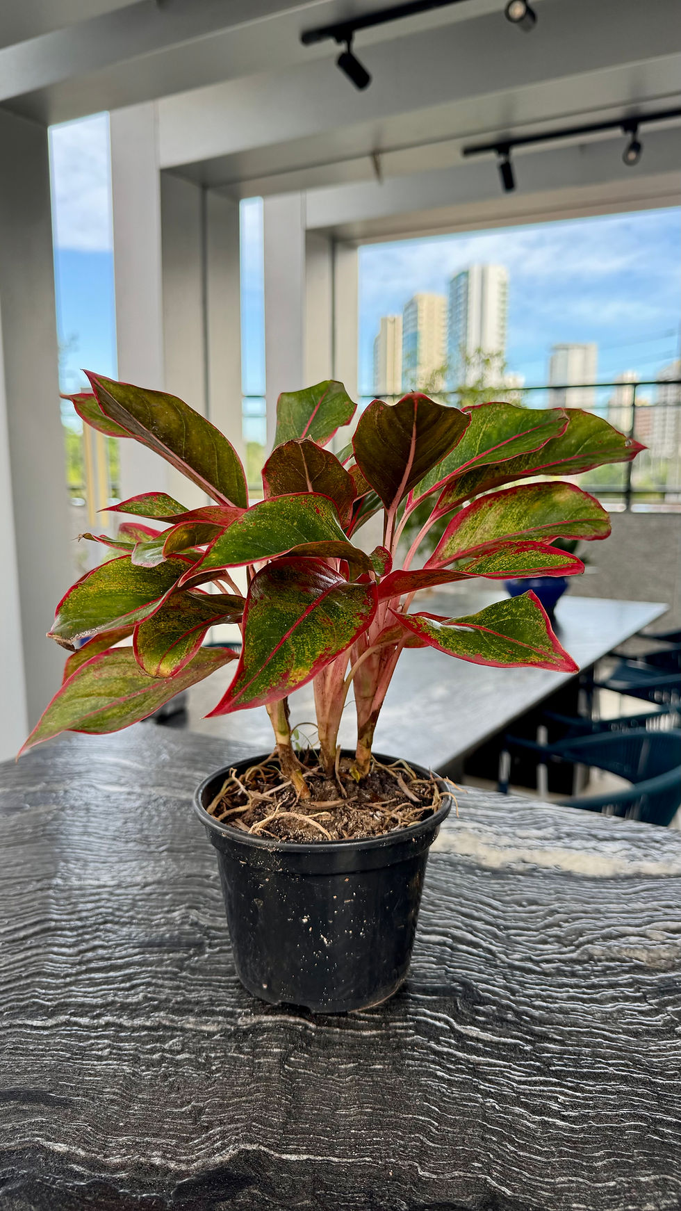 Miniatura: Aglaonema Siam Aurora