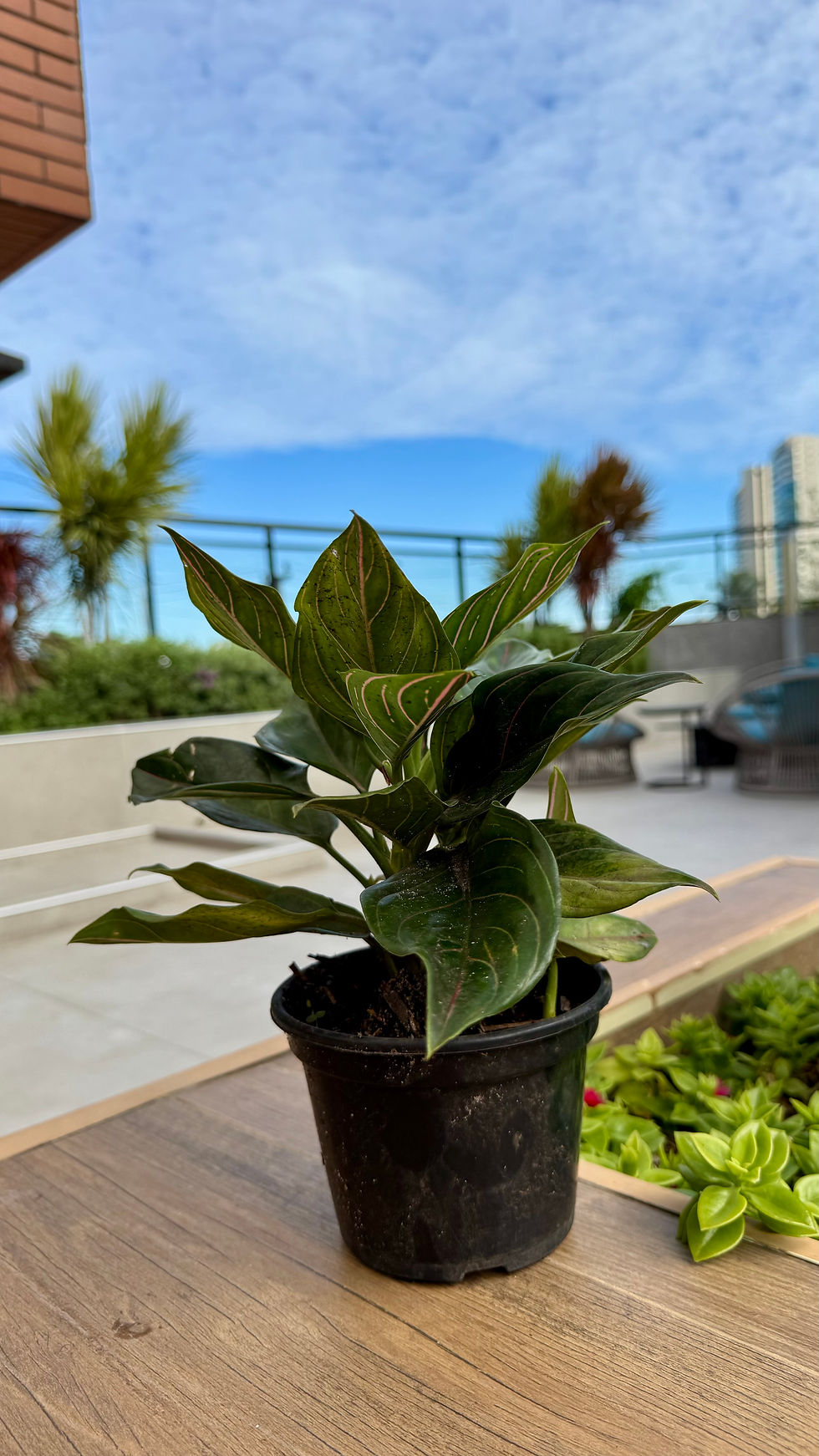 Miniatura: Aglaonema Rotundum