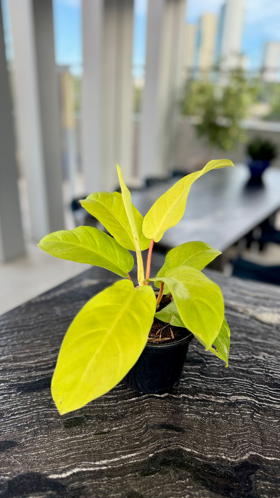 Miniatura: ⁠Philodendro lemon lime