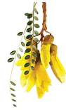 Kowhai (1).png