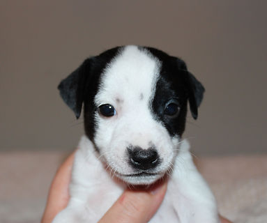 Ares (19).JPG