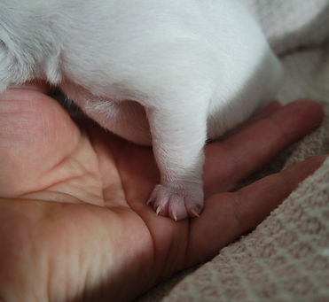 Ares (9).JPG