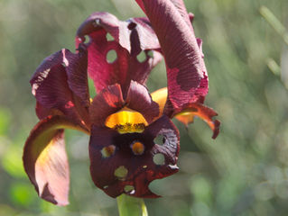 New pre-print: Florivory and pollination in irises