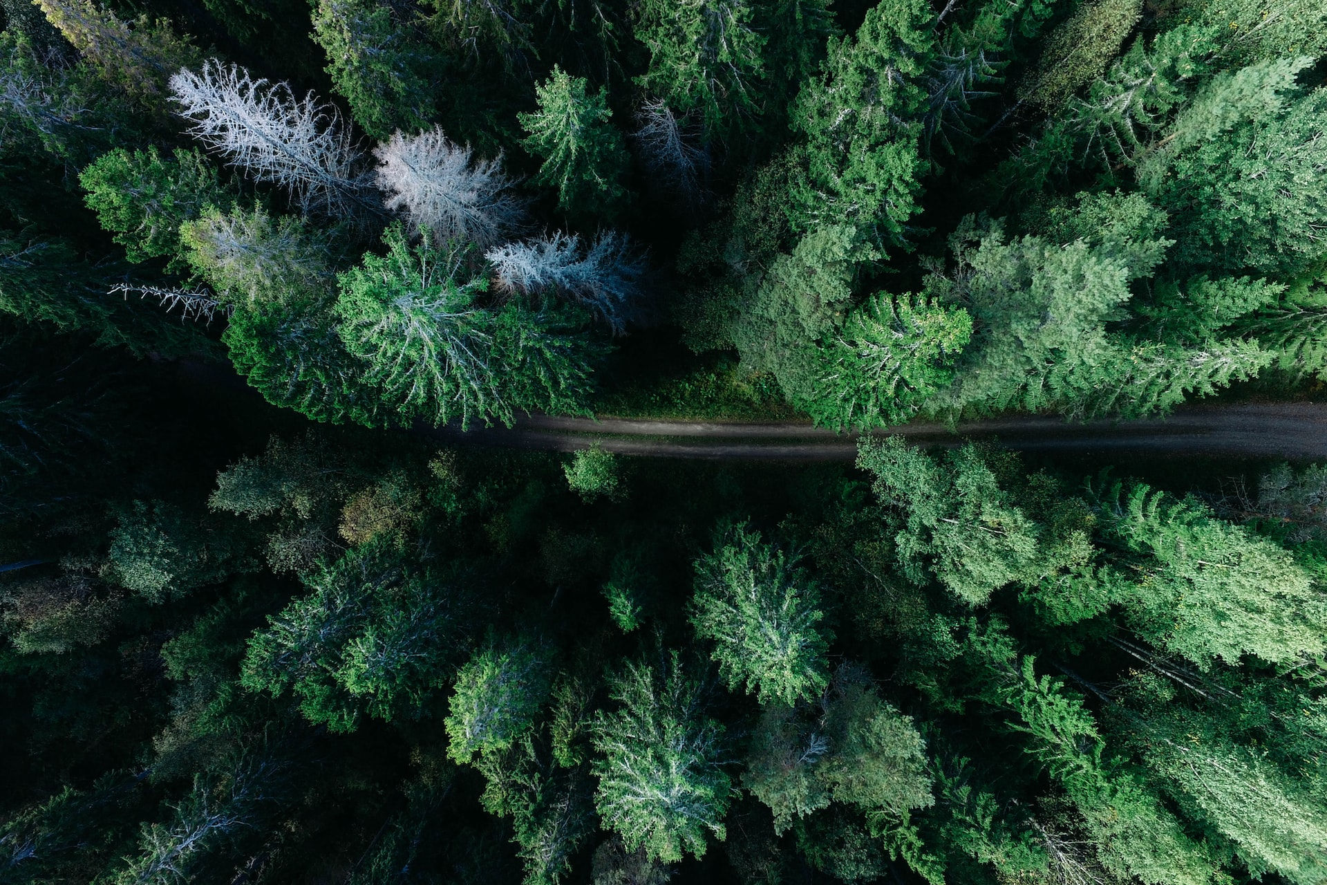 Colorado Land Clearing and Fuel Reduction\Fire Mitigation Services in Colorado by Land Systems West
