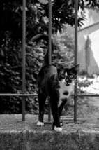 DSC_0051_Cat_bw_s.png