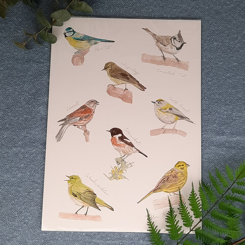 British Birds Art Print HC Illustration