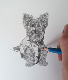Yorkshire Terrier