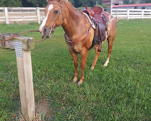 Jake tacked up nice.jpg