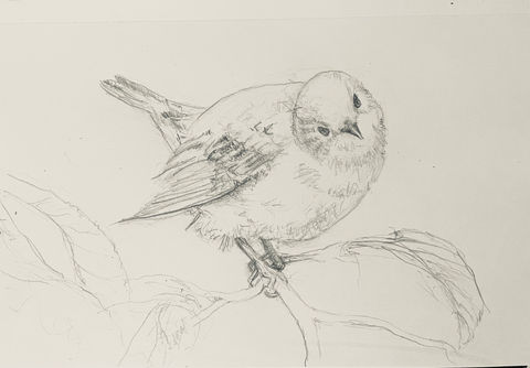 bird is curious sketch.jpg