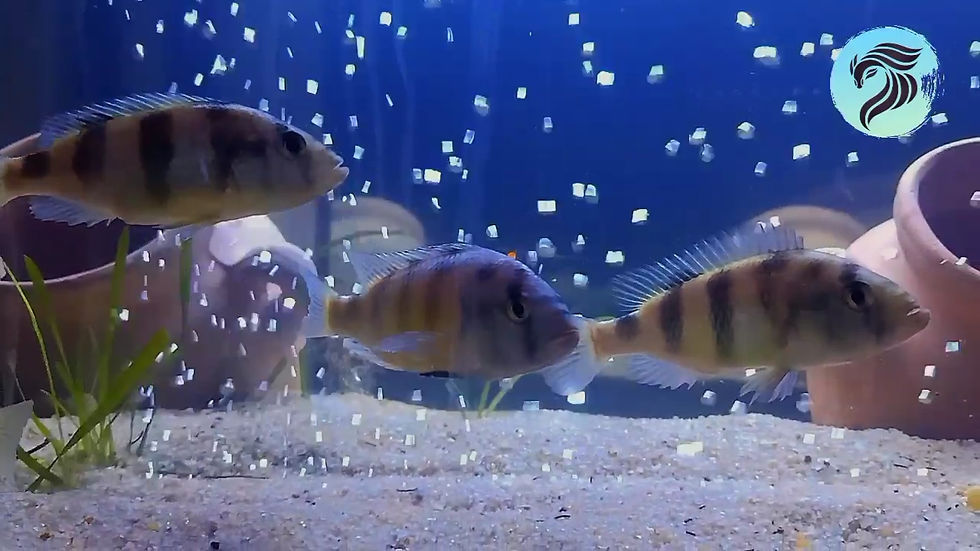 الصورة المصغرة: Haplochromis Obliquidens (5 Bands)