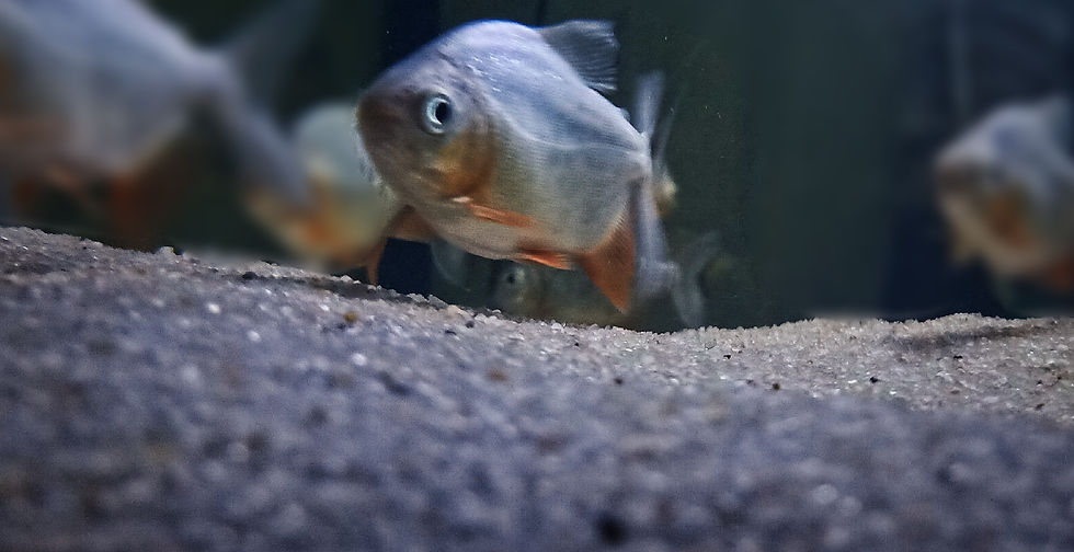 الصورة المصغرة: Pacu Redbelly