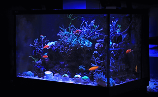 What-Size-Fish-Tank-Should-I-Get-Blog-Ba