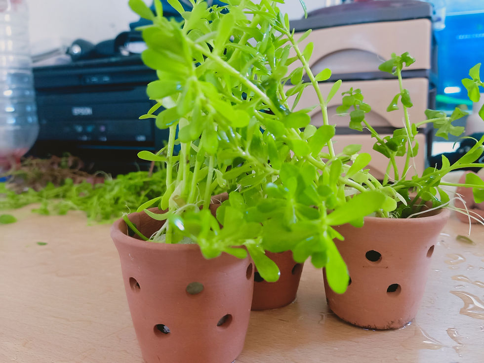 الصورة المصغرة: Bacopa Monnieri