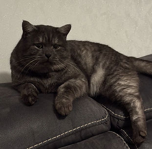 Seriy / Grey