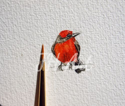 Moucherolle écarlate- Aquarelle