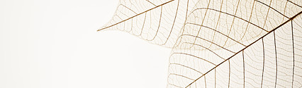 Two Dried Leaves