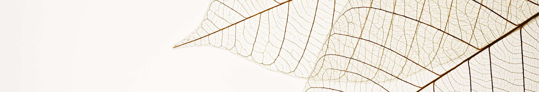 Two Dried Leaves