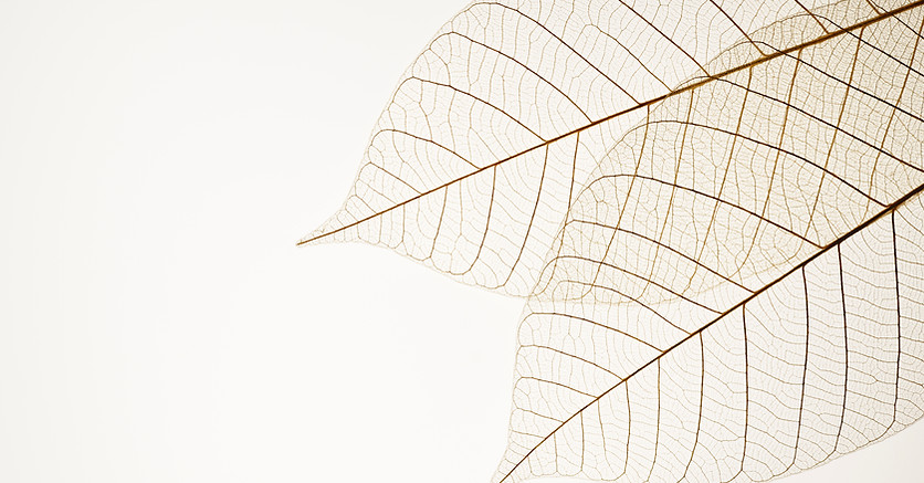Two Dried Leaves