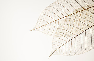 Two Dried Leaves