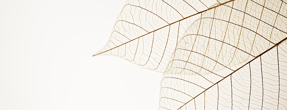 Two Dried Leaves