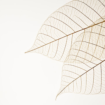 Two Dried Leaves